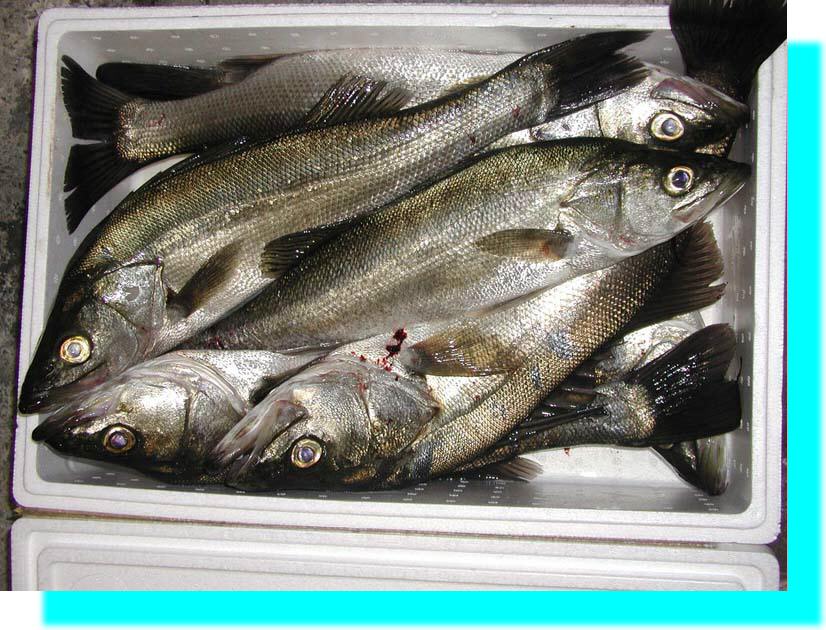 ������������������������������